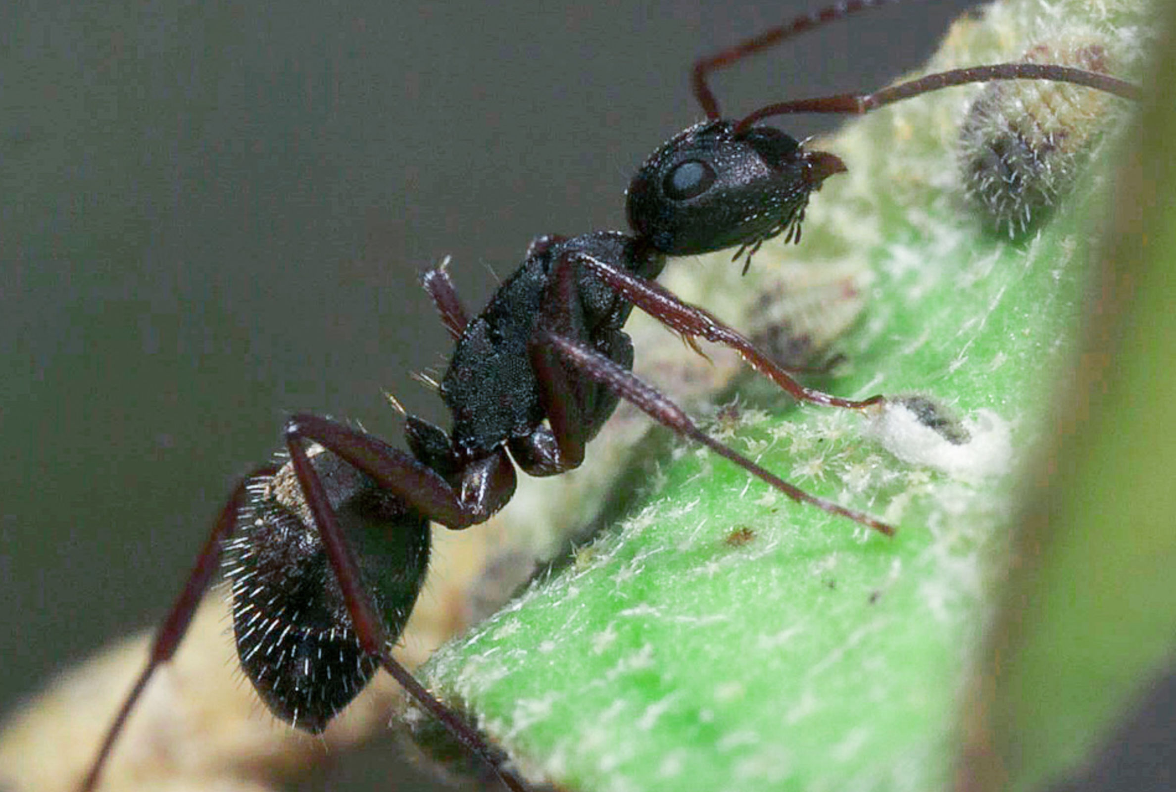 Camponotus planus worker Photo: Henri Herrera, CDF.